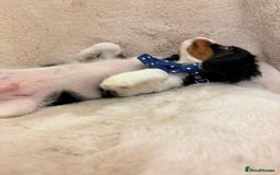 Cavalier King Charles Spaniel dogs for sale: Beautiful Cavalier, King, Charles boy ❤️ - Image 2