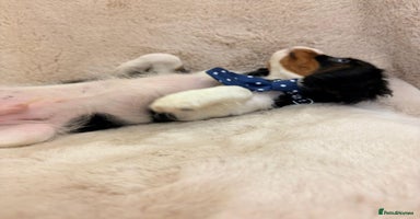Cavalier King Charles Spaniel dogs - Advert 3
