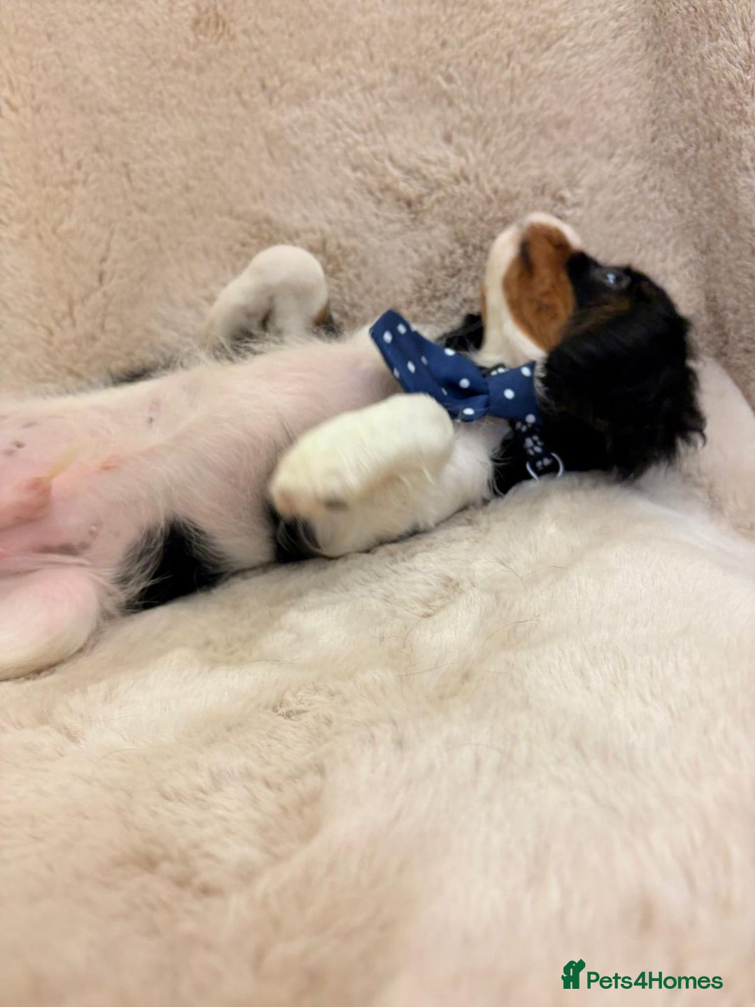 Cavalier King Charles Spaniel dogs for sale: Beautiful Cavalier, King, Charles boy ❤️ - Image 2