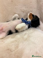 Cavalier King Charles Spaniel dogs - Advert 1