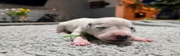 Dalmatian dogs for sale: Stunning Pure Dalmation Puppies  - Advert 41