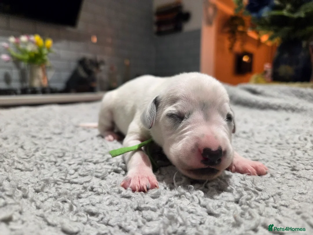 Dalmatian dogs for sale: Stunning Pure Dalmation Puppies  - Advert 41