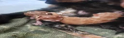 Mixed Breed cats for sale: Six beautiful kittens for sale. - Advert 2