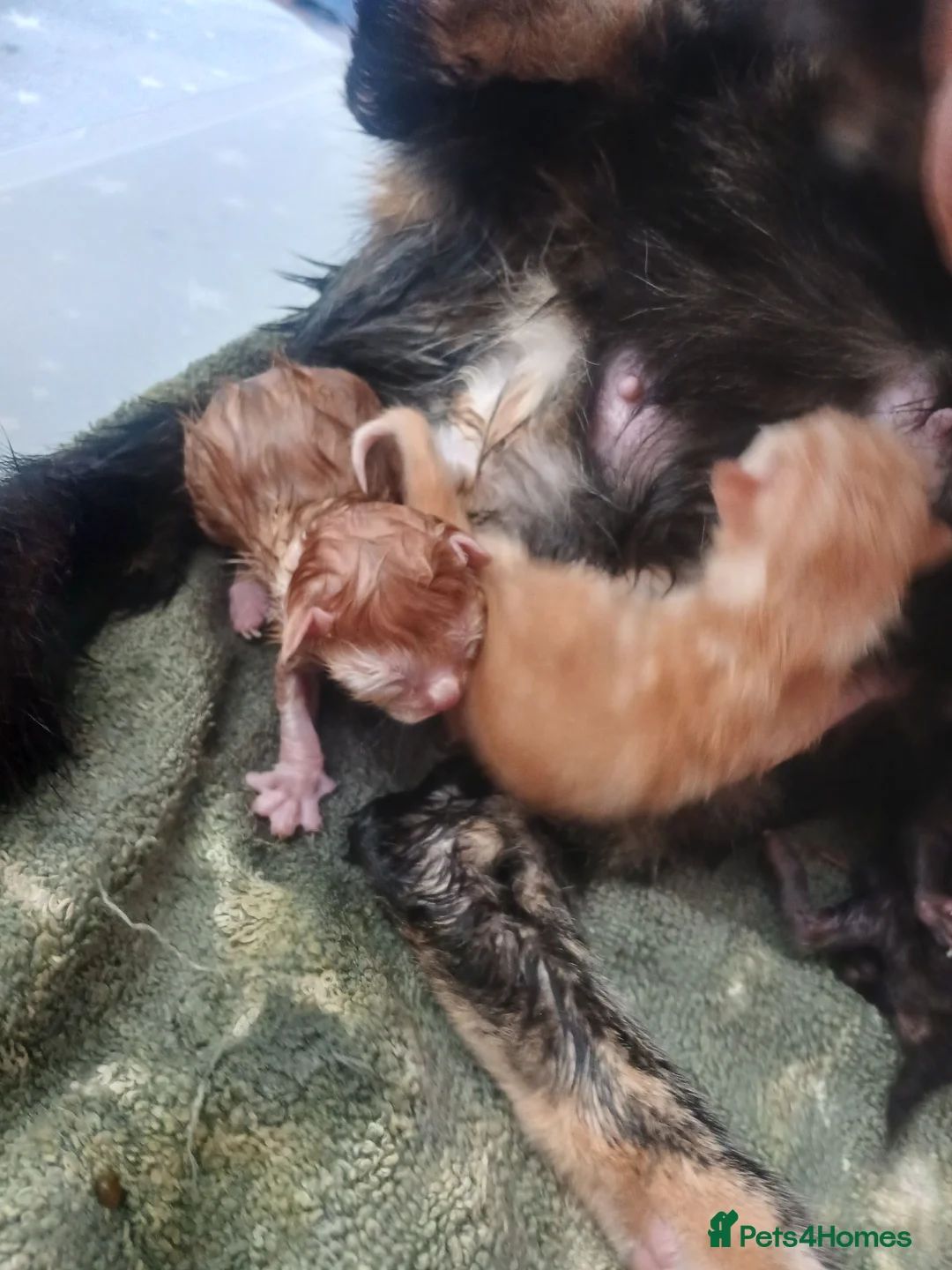 Mixed Breed cats for sale: Six beautiful kittens for sale. - Advert 2