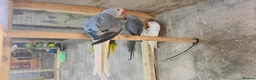 Mixed Breed birds for sale: Different types of birds *read description*  - Advert 5