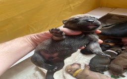 Mixed Breed dogs for sale: Rottweiler  ** taffy puppies - Image 11