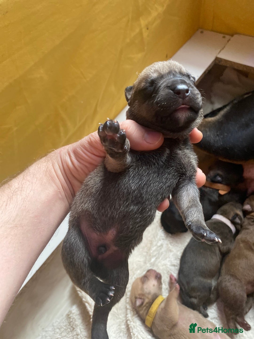 Mixed Breed dogs for sale: Rottweiler  ** taffy puppies - Image 11