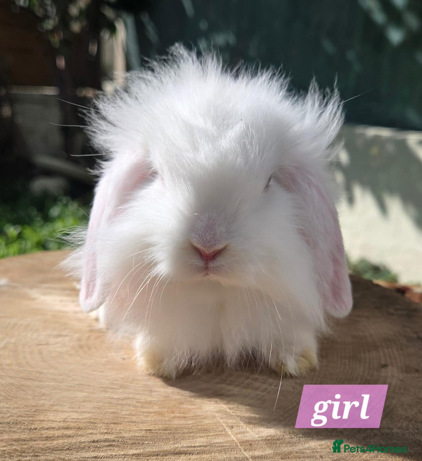 Angora rabbits  Super fluffy baby teddywidders ready to go now  - Advert 2
