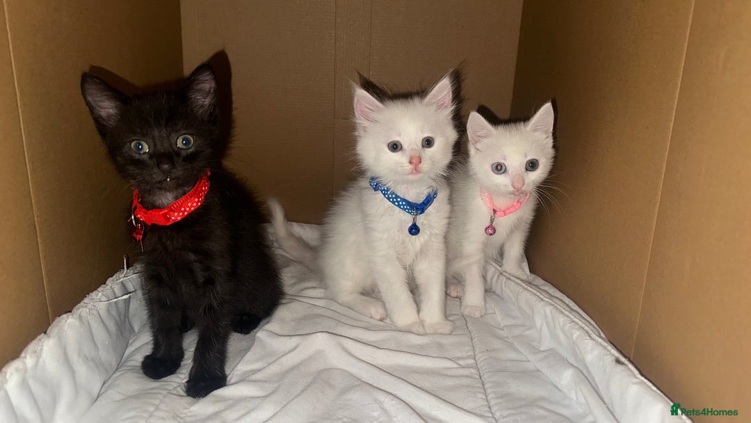 Mixed Breed cats for sale: Black / Brown And White Kittens - Advert 2