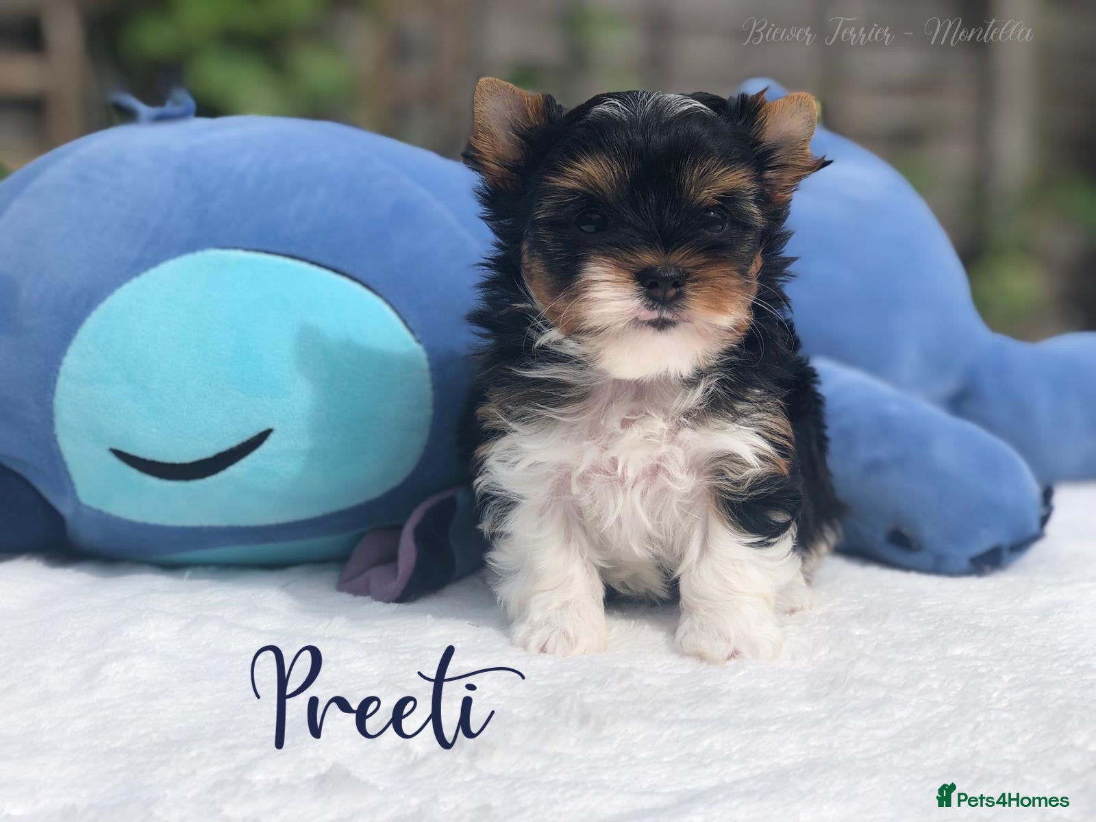 Yorkshire Terrier dogs One Gorgeous Girl Biewer Terrier LEFT! - Advert 2