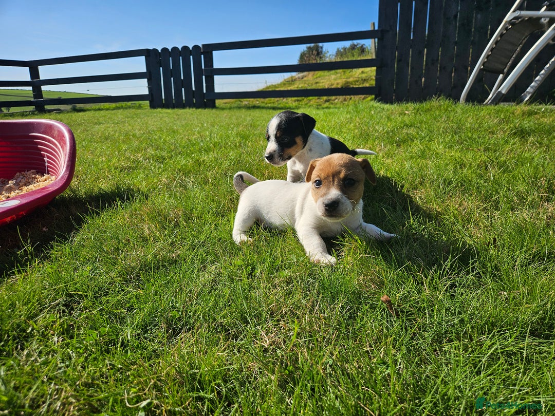 Jack Russell dogs for sale: Traditional Jack Russell Puppies - Image 5