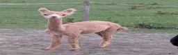 Alpaca livestock for sale: Lovely male Alpaca  in Bury - Advert 3