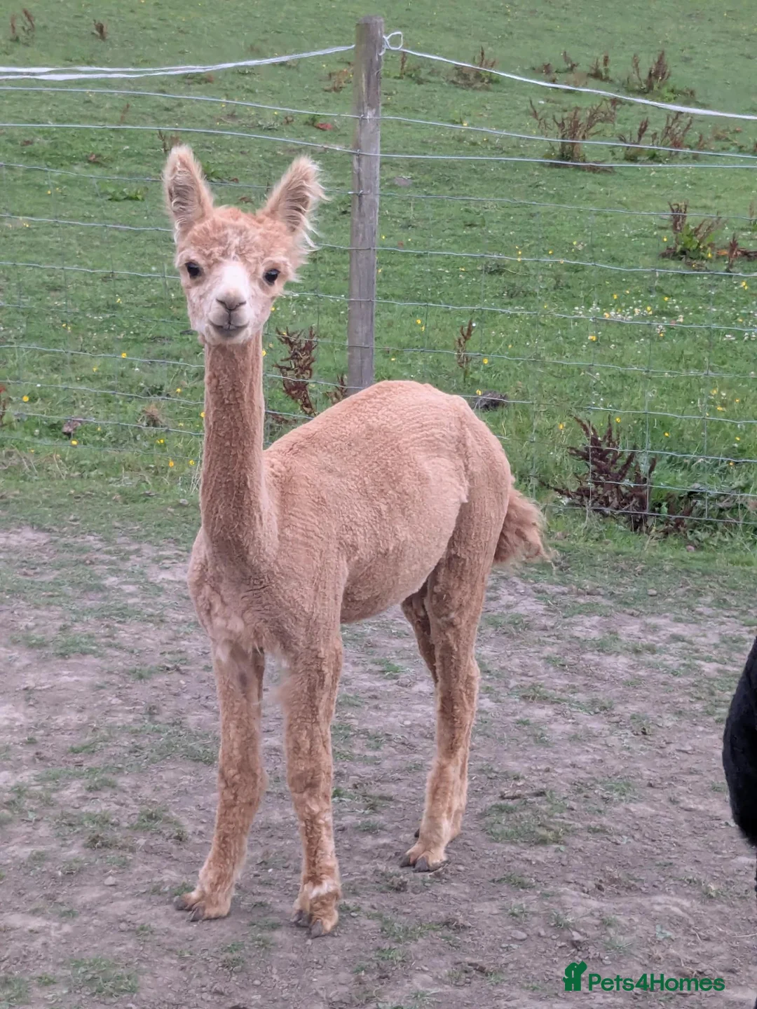 Alpaca livestock for sale: Lovely male Alpaca  in Bury - Advert 3