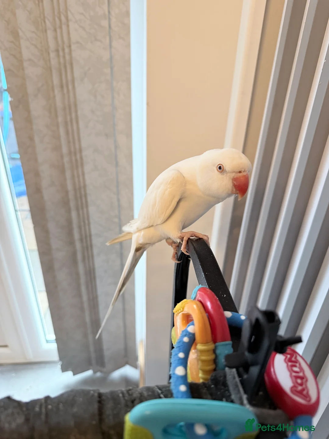 Ringnecks birds for sale: Beautiful Indian ringnecks rare albino & yellow  - Advert 4