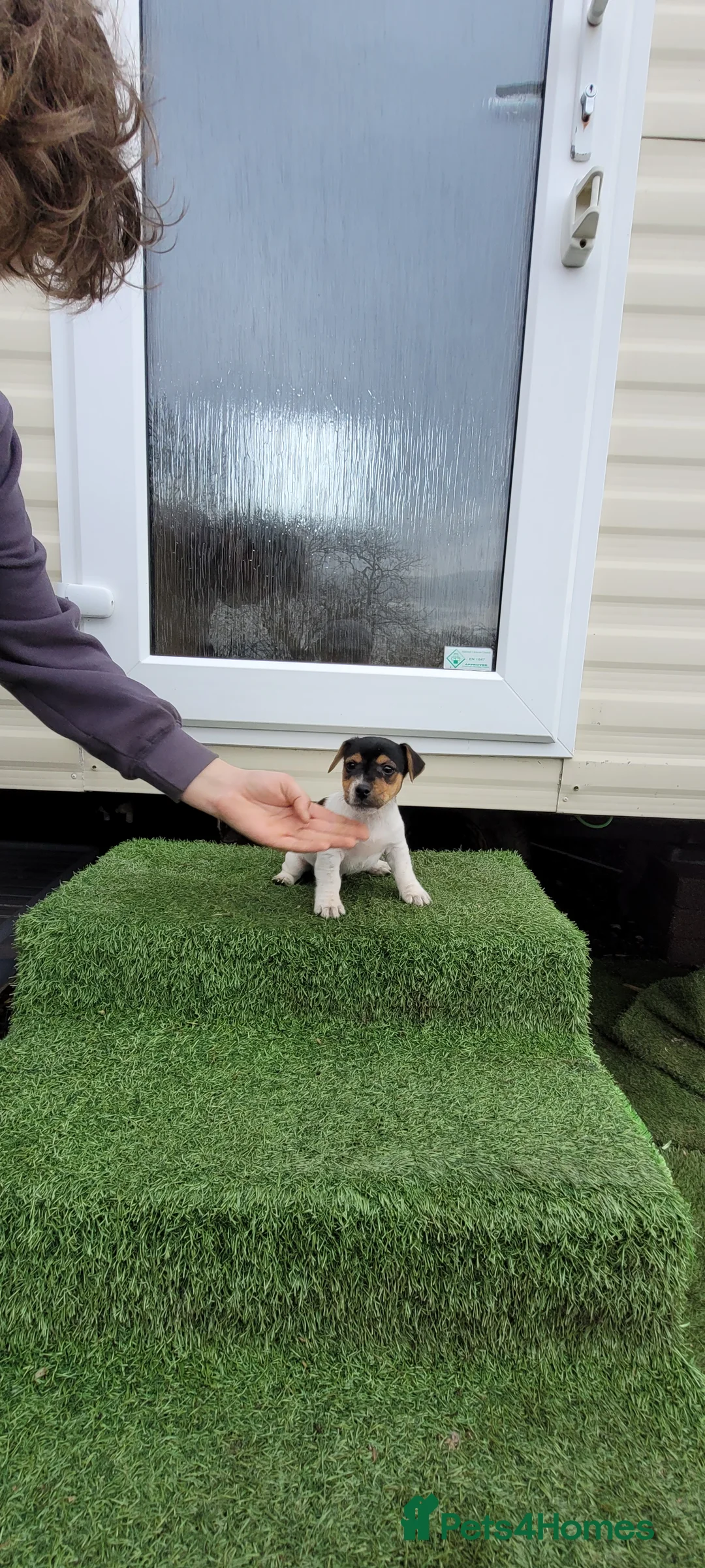 Jack Russell dogs for sale: Old fashioned short legged Jack russel pups!!! - Advert 17