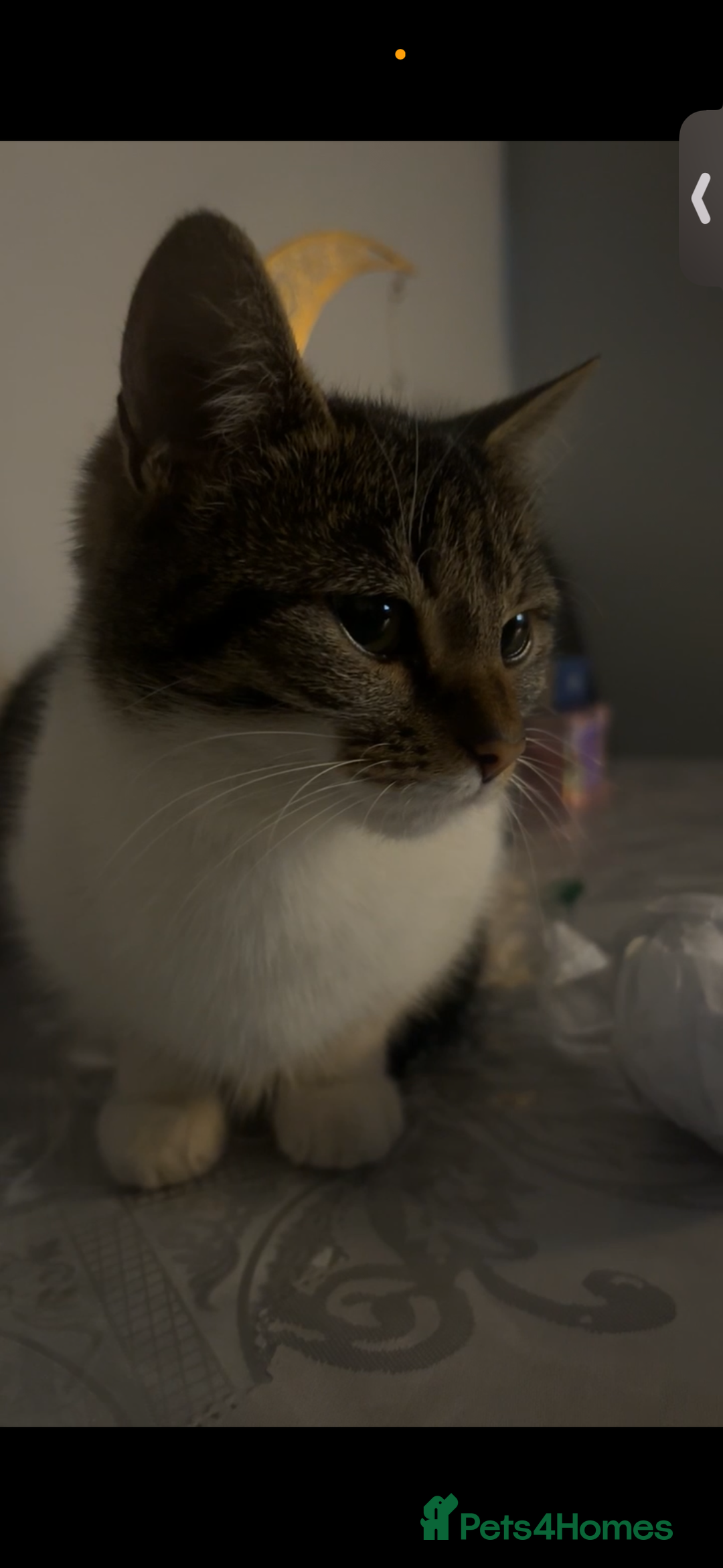 Mixed Breed cats for sale: Nala The Kitten - Image 1