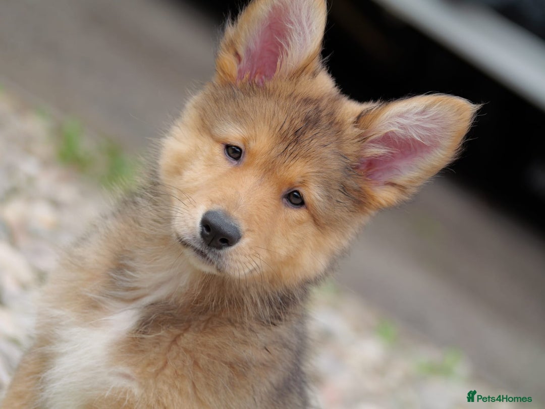 Mixed Breed dogs for sale: Shollies  in Rochdale - Image 13