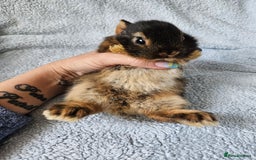Netherland Dwarf rabbits for sale: Netherland dwarf bunnies  - Image 17