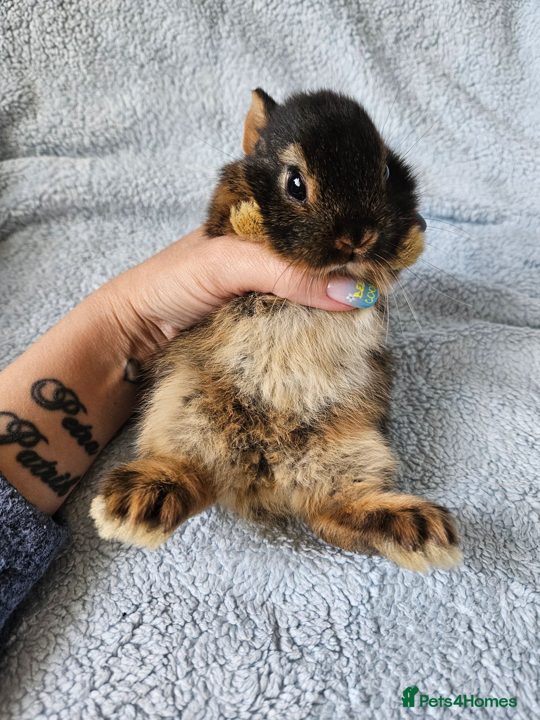 Netherland Dwarf rabbits for sale: Netherland dwarf bunnies  - Image 17