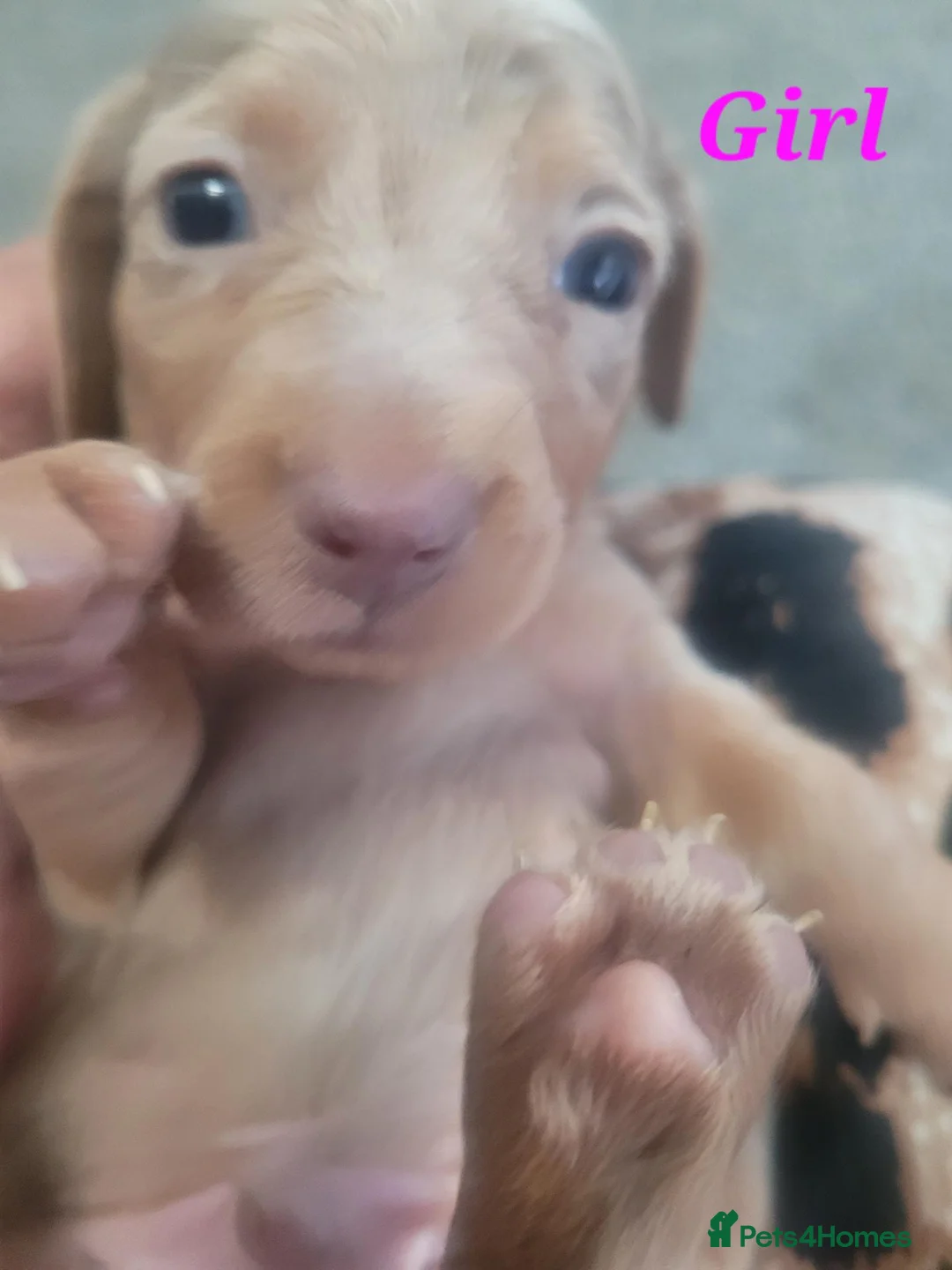 Dachshund dogs for sale: Pedigree Dachshund Puppies in Leigh-on-Sea - Advert 2