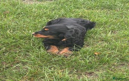 Cocker Spaniel dogs for sale: Sadly back available stunning show boy - Image 19