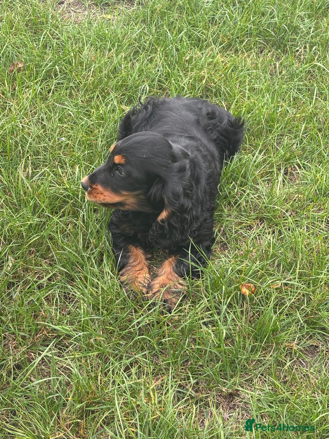 Cocker Spaniel dogs for sale: Sadly back available stunning show boy - Image 19