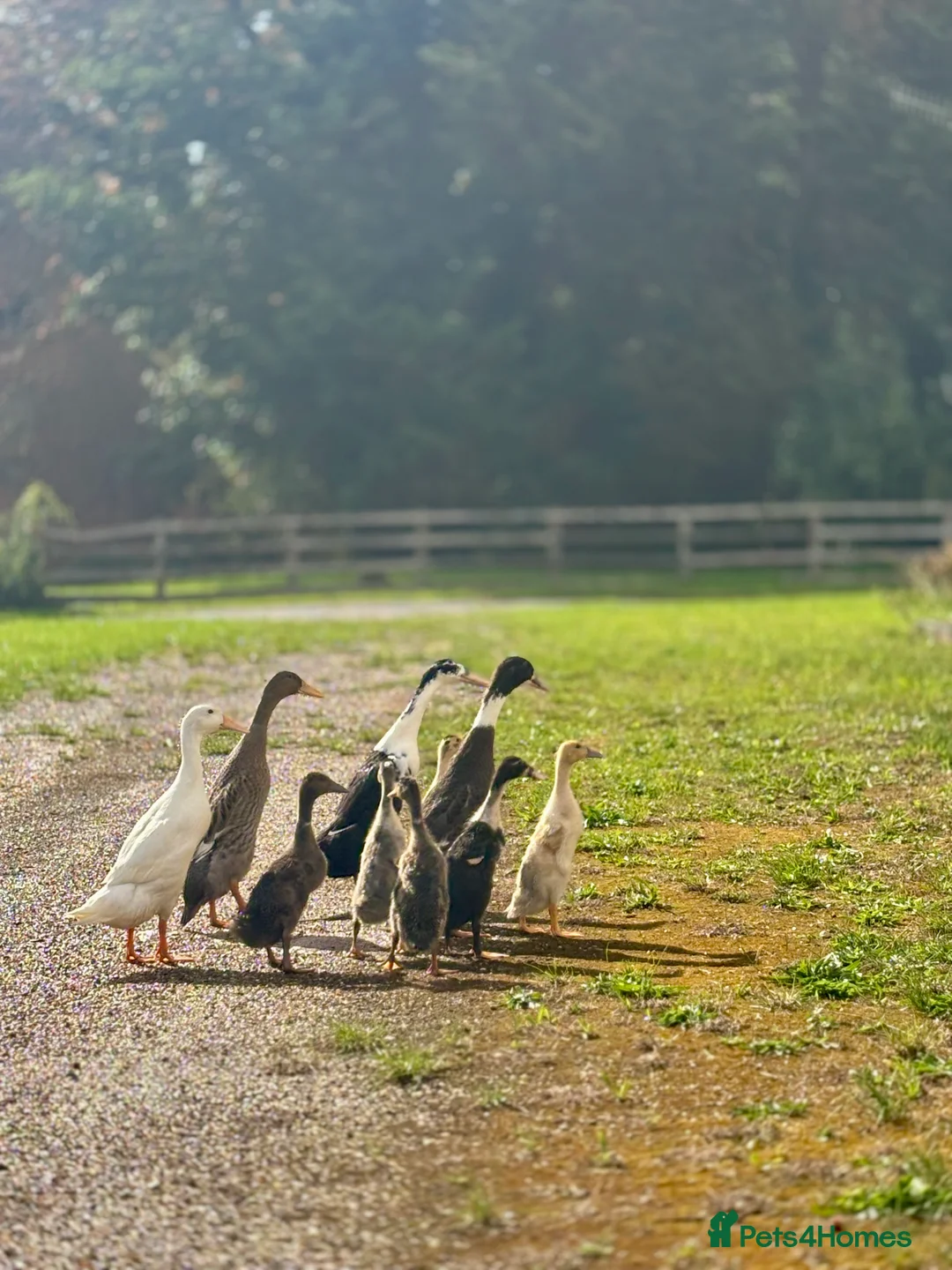 Ducks poultry for sale: Indian runner chicks for sale  in Alcester - Advert 3