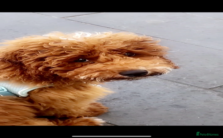 Cockapoo dogs - Advert 3
