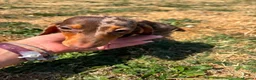 Miniature Dachshund dogs for sale: Miniature dachshund puppies  - Advert 9