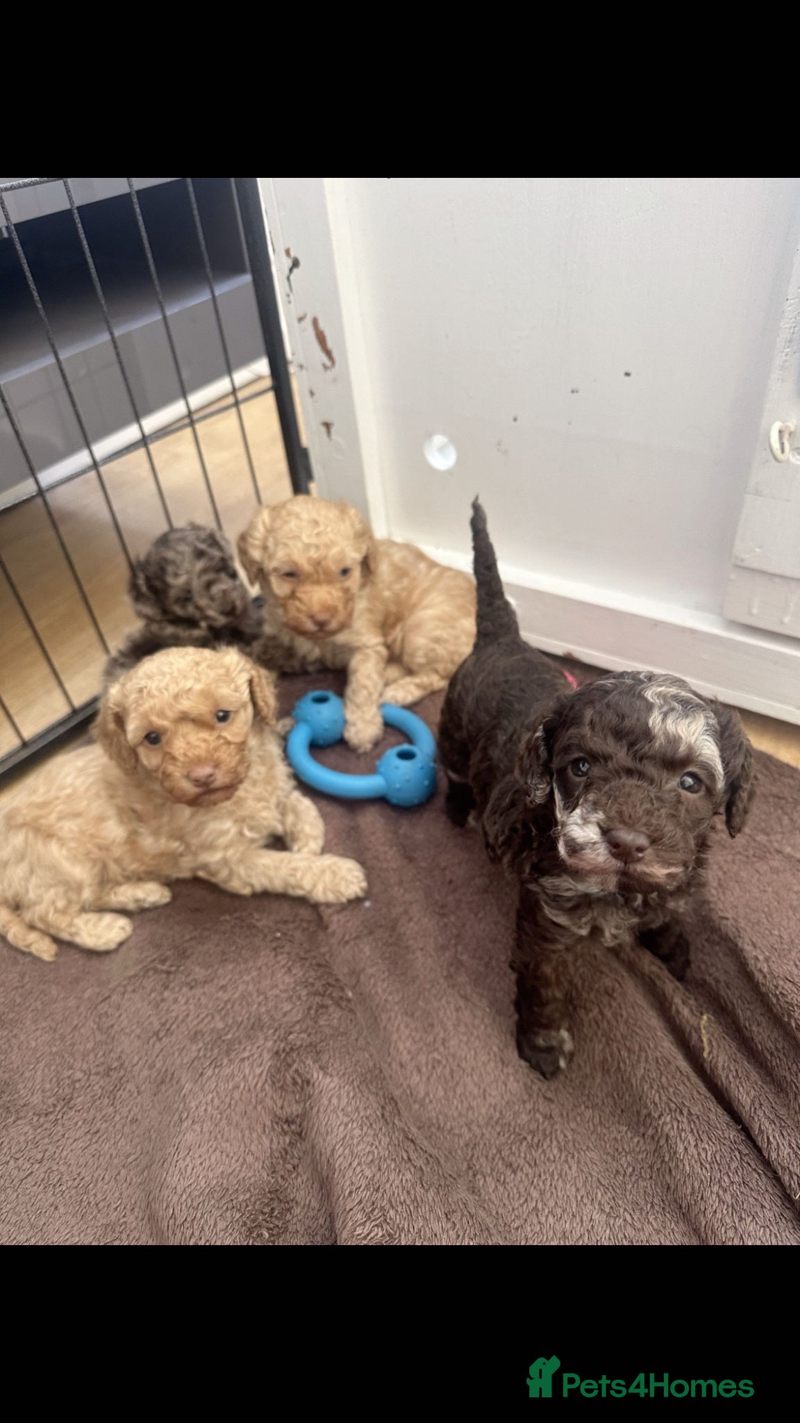 Cockapoo dogs F1b cockapoo puppies  - Advert 18
