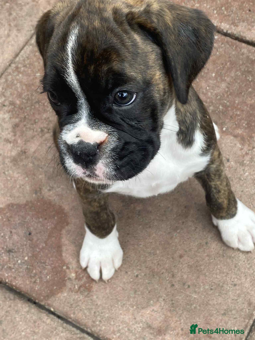 Boxer dogs for sale: Boxers 2 bitches - Image 9
