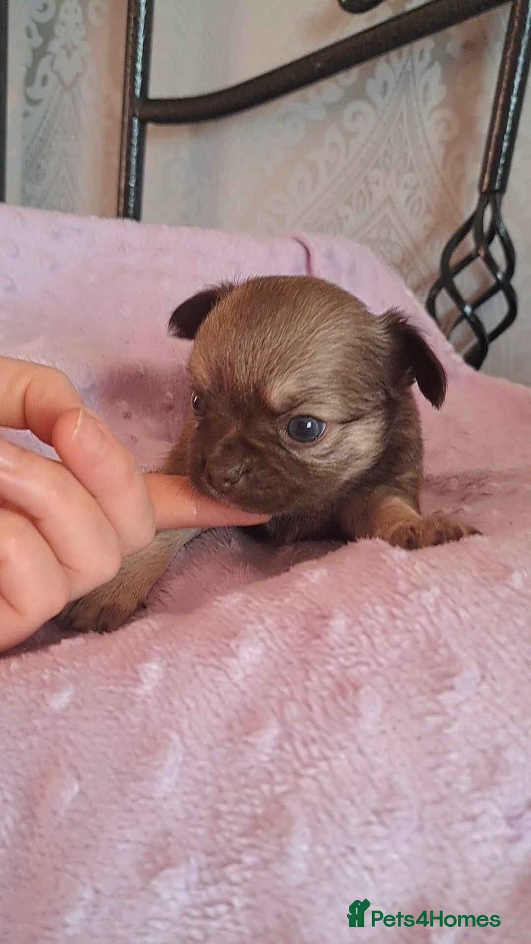 Chihuahua dogs Long Coat Chihuahua Puppies for Sale - Advert 6