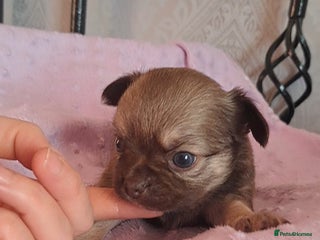 Chihuahua dogs Long Coat Chihuahua Puppies for Sale - Advert 6