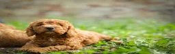 Cockapoo dogs for sale: Cockapoo pups ready to go  in Launceston - Advert 2
