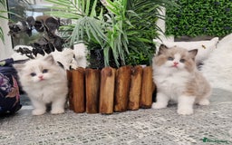 Ragdoll cats for sale: 🎀✨️Waiting list for lovely TICA🐱is open✨️🎀 in Slough - Image 24