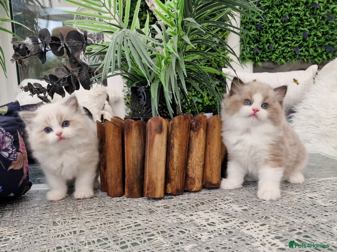 Ragdoll cats for sale: 🎀✨️Waiting list for lovely TICA🐱is open✨️🎀 in Slough - Image 24