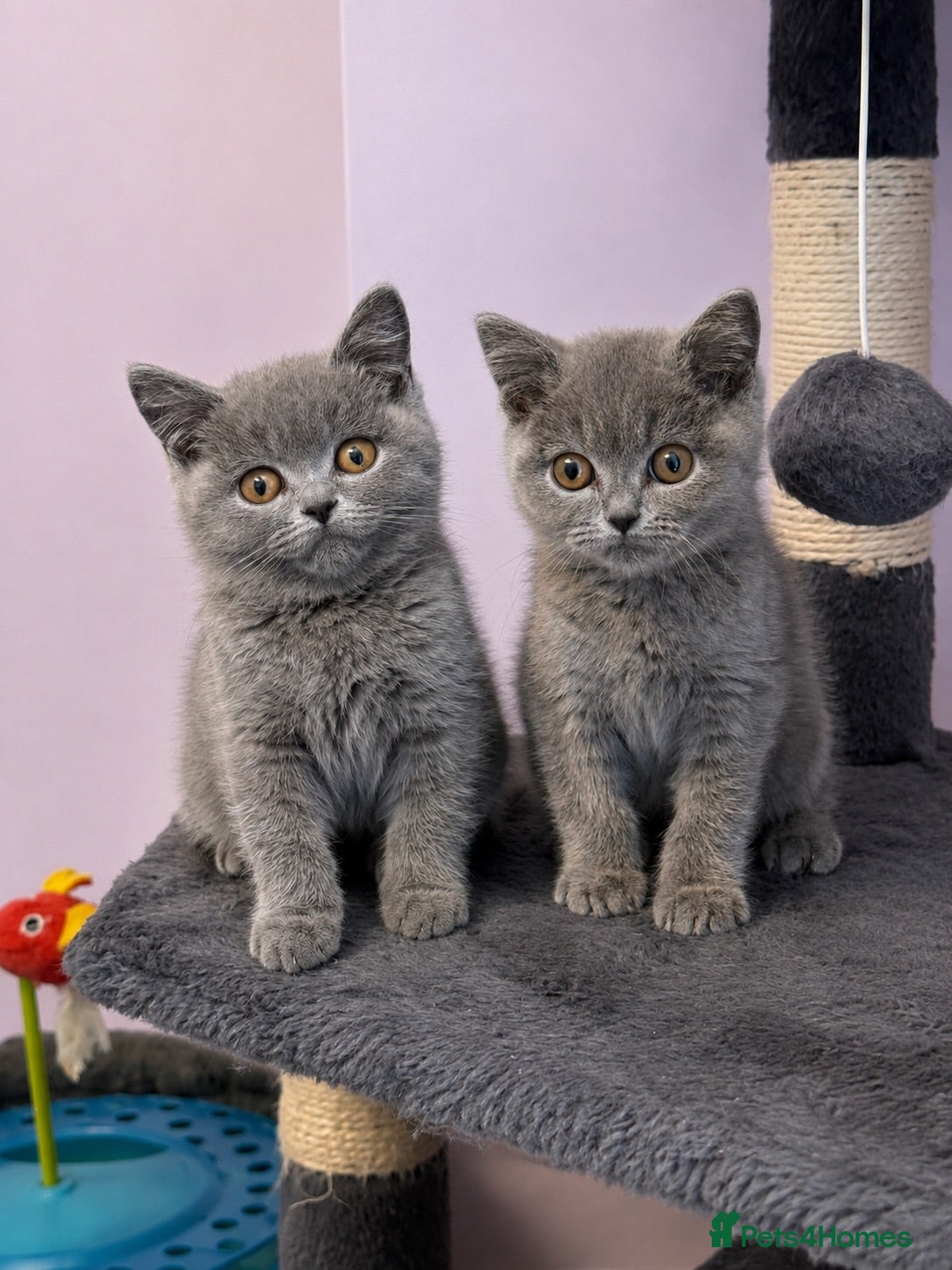 British Shorthair cats Gorgeous blue, British shorthair kittens  - Advert 1
