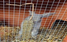 Mini Lop rabbits for sale: Mini lop bunnies. - Image 2