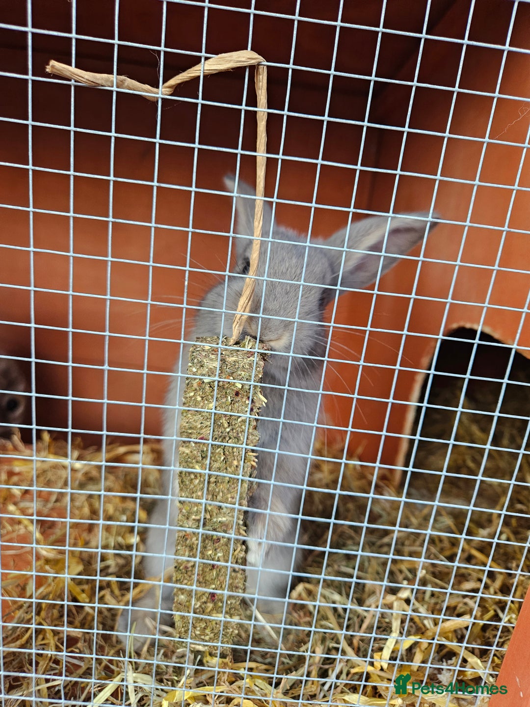 Mini Lop rabbits for sale: Mini lop bunnies. - Image 2