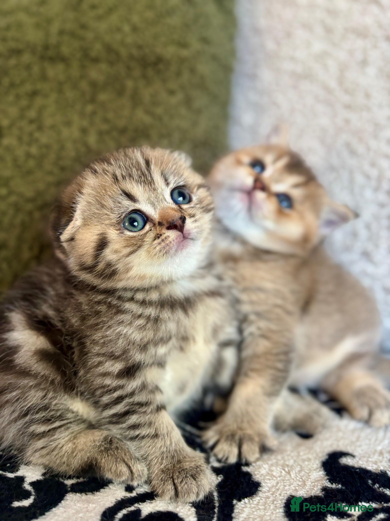 Scottish Fold cats Adorable Pedigree Scotish Fold Kittens  - Advert 2