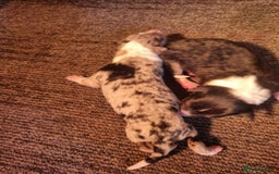 Border Collie dogs for sale: Beautiful Collie Puppies  - Image 5