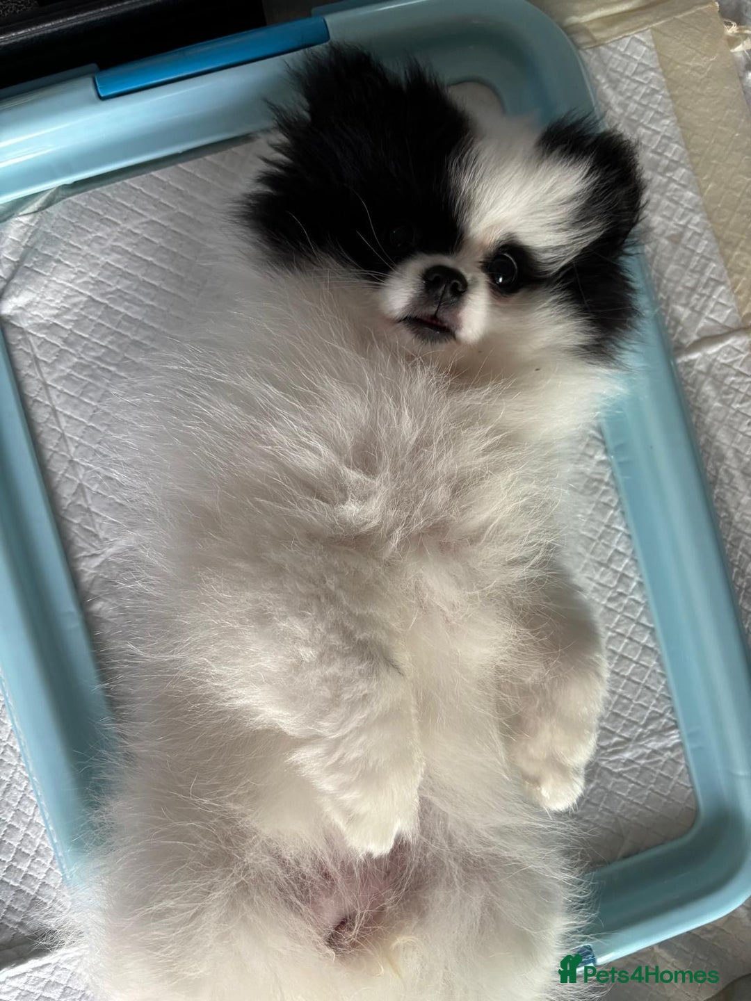 Pomeranian dogs for sale: Beautiful Panda Pom - Image 9