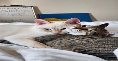 Domestic Shorthair cats - Advert 5