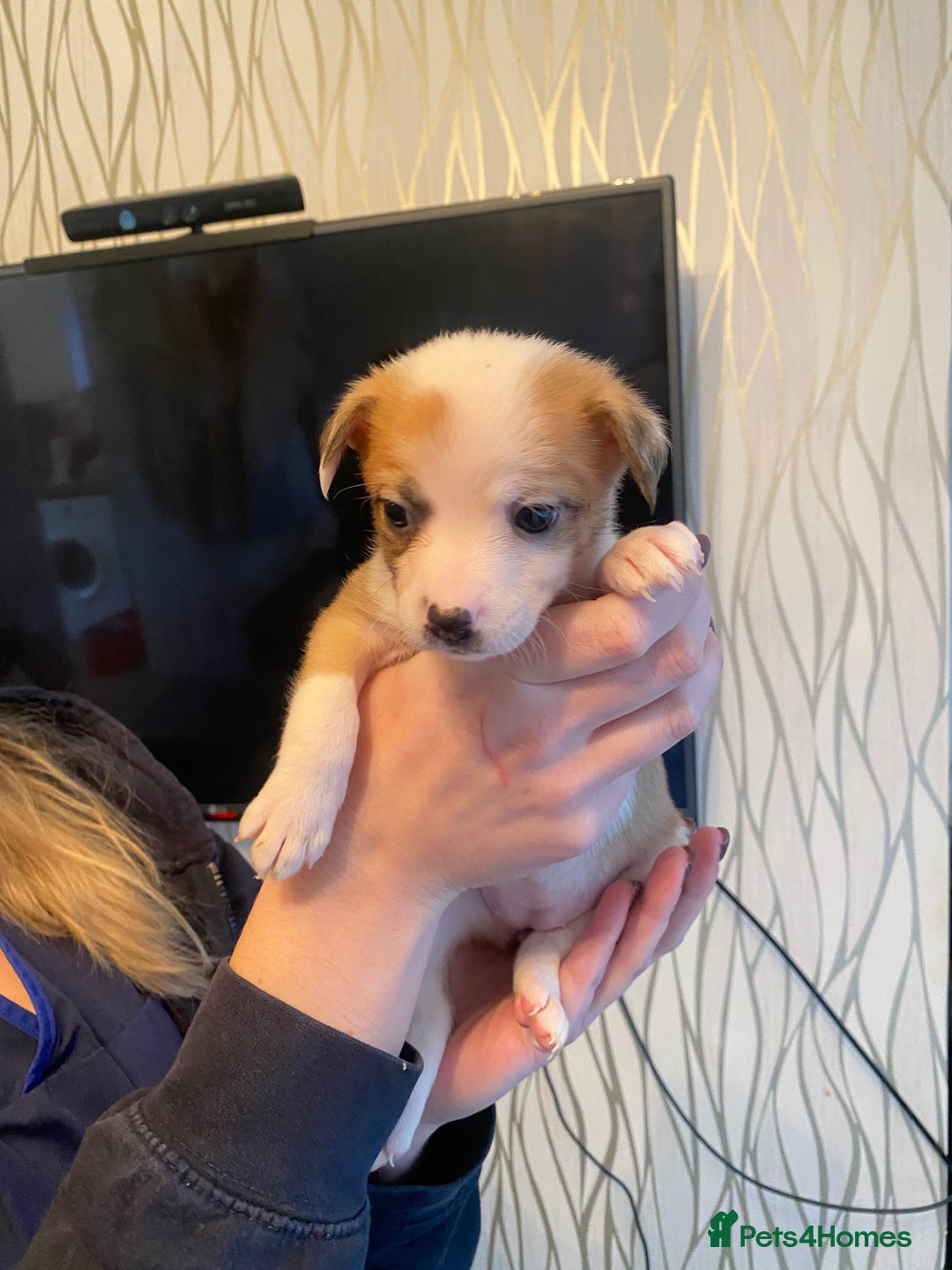 Mixed Breed dogs for sale: Pomstaff puppies - Advert 2
