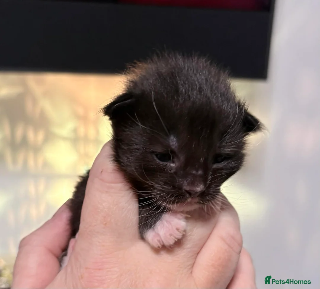 Maine Coon cats for sale: 6 lovely Maine coon kittens  - Advert 7