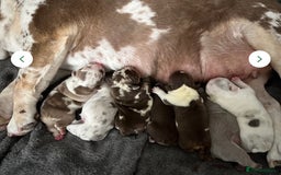 English Bulldog dogs for stud: PROUD TO PRESENT PRINCE OF ALL STORMS  in Birmingham - Image 8