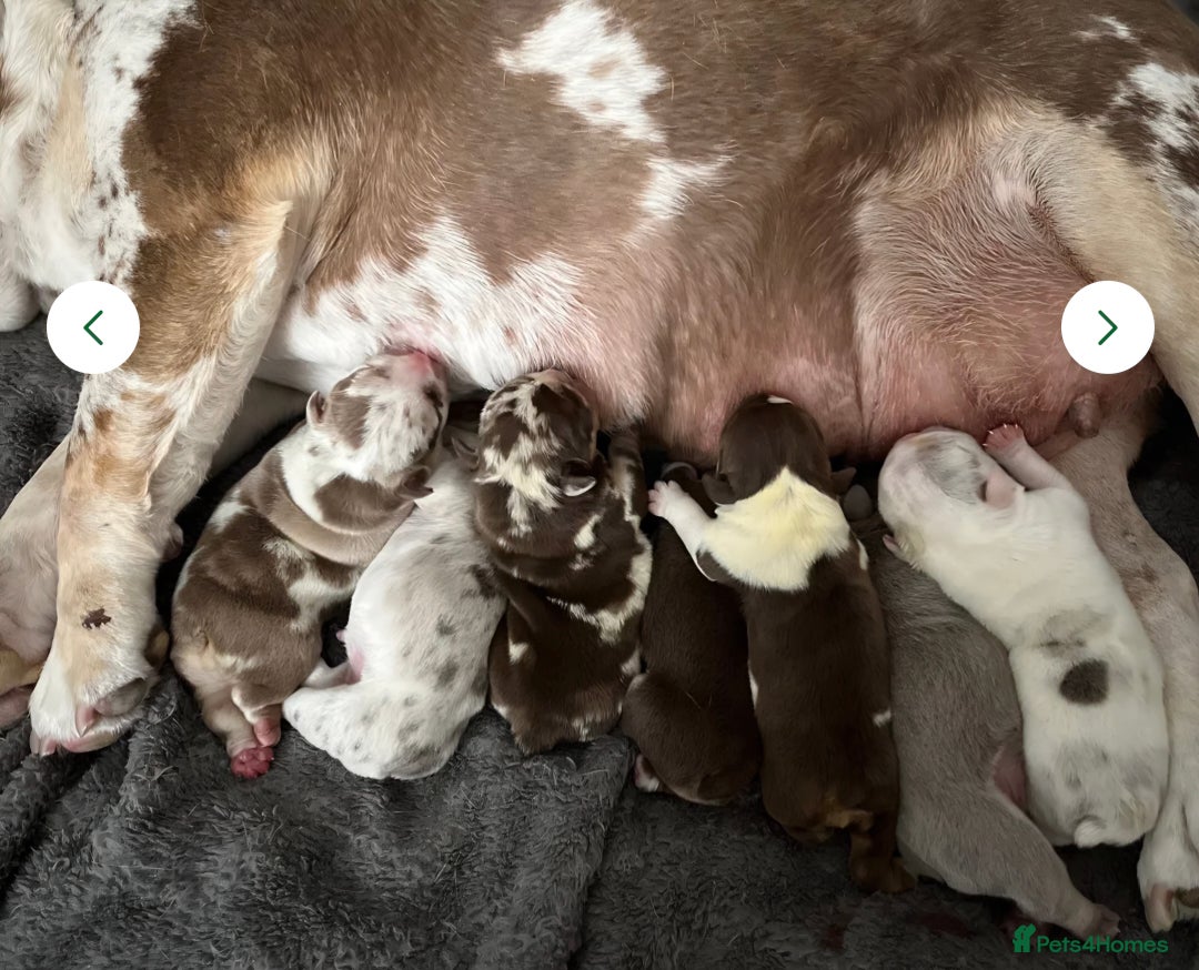 English Bulldog dogs for stud: PROUD TO PRESENT PRINCE OF ALL STORMS  in Birmingham - Image 8