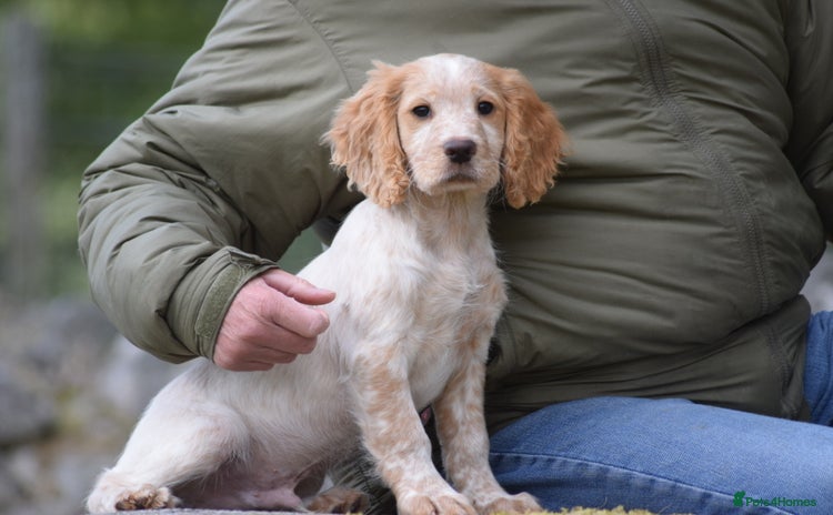Cocker Spaniel dogs - Advert 3