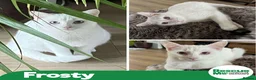 Mixed Breed cats for adoption: Frosty in Name - but not in nature  - Advert 1