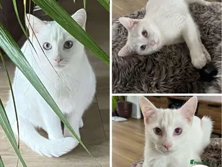 Mixed Breed cats Frosty in Name - but not in nature - Advert 1